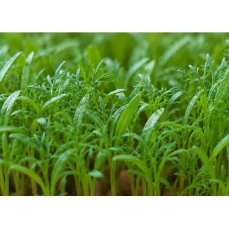 Bio-Dillsamen zum Anbau von Microgreens (15 g / 150 g) | Biovie