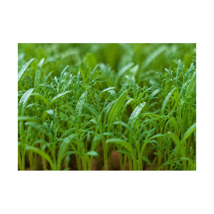 Semillas de Eneldo orgánico para cultivar en microgreens (15 g / 150 g) | Biovie