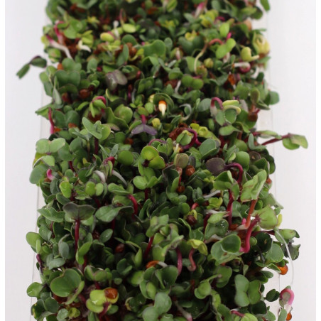 how to make sprouted seeds how to make sprouted seeds