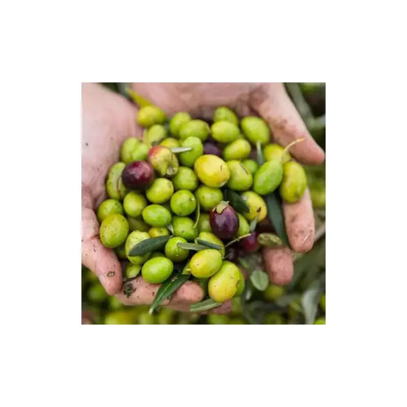Organic Camelina Oil (Food Grade & Cold Pressed)