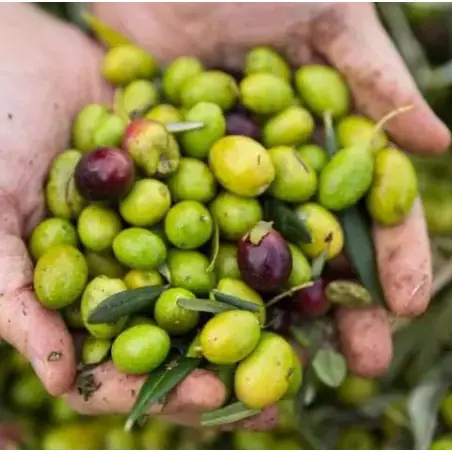 Óleo de Camelina Bio (Alimentar & Prensado a frio)