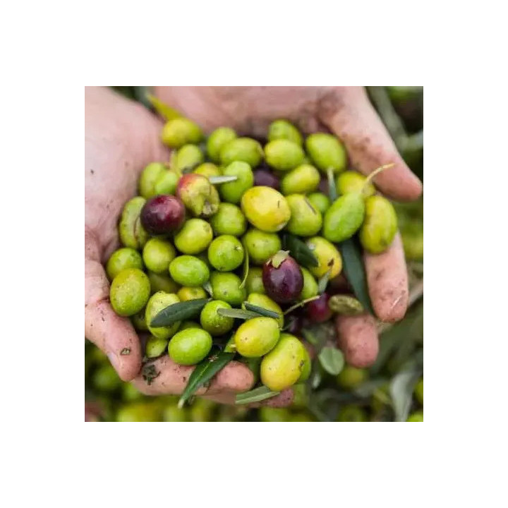 Biovie Vivolia, olio extravergine di oliva bio Coratina | 3 L e 100 ml