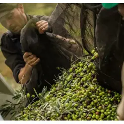 Óleo de Camelina Bio (Alimentar & Prensado a frio)