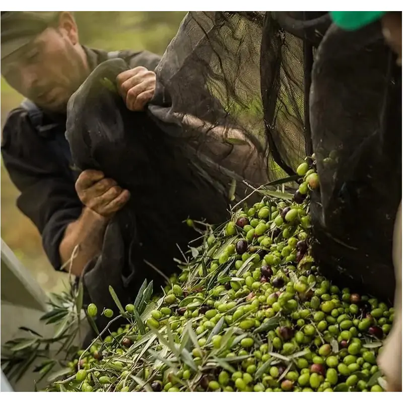 Óleo de Camelina Bio (Alimentar & Prensado a frio)