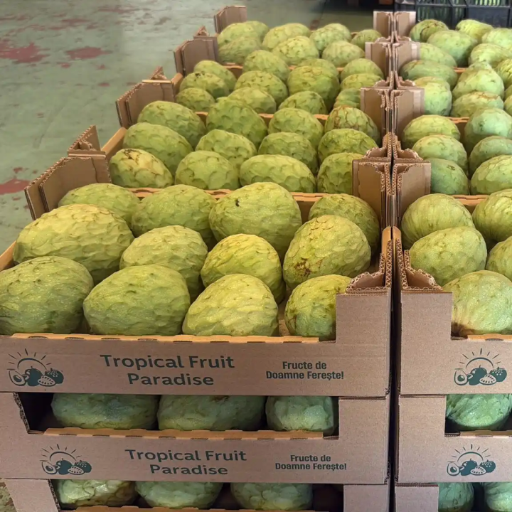 Biologische cherimoya's Grenada 4,5kg - Spanje, Direct van de Producent