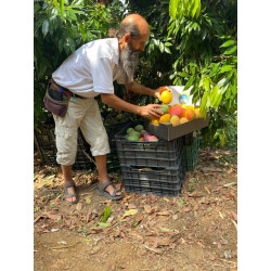 Organic giant mangoes from Spain | Rufino Andalousie