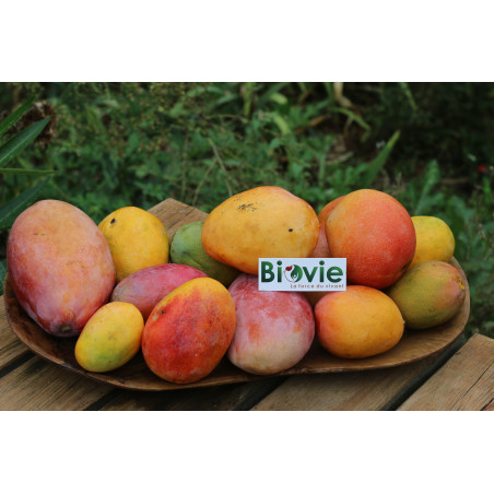 organic mangoes