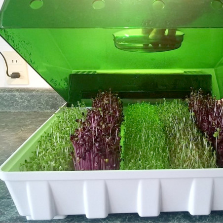 Easygreen automatic filling Easygreen automatic filling