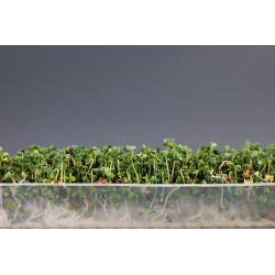 Easygreen Light automatic sprouter | Sprouter for sprouted seeds Easygreen Light automatic sprouter | Sprouter for sprouted seeds