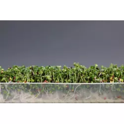 Germoir automatique Easygreen Light | Germoir facile d'utilisation pour faire germer des graines Germoir automatique Easygreen Light | Germoir facile d'utilisation pour faire germer des graines