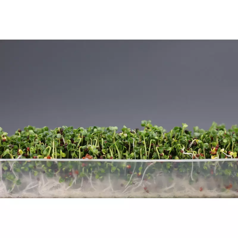 Germoir automatique Easygreen Light | Germoir facile d'utilisation pour faire germer des graines