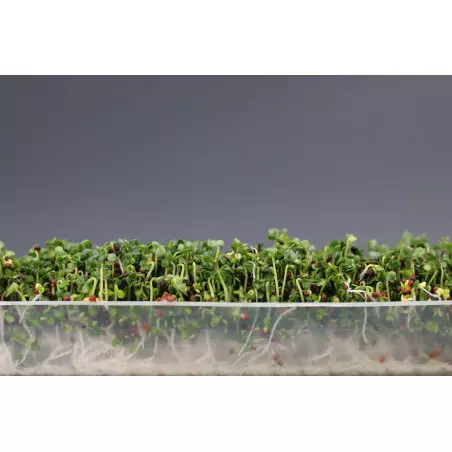 Germoir automatique Easygreen Light | Germoir facile d'utilisation pour faire germer des graines