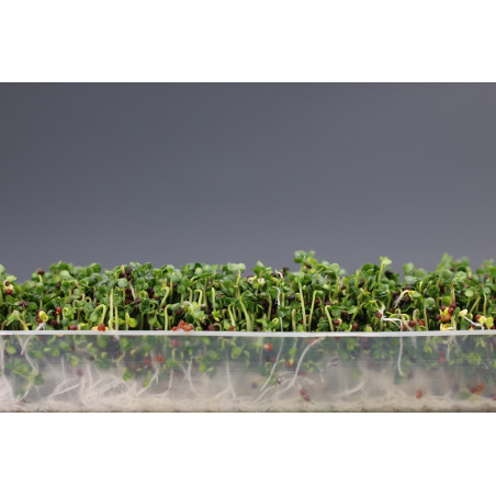 Germoir automatique Easygreen Light | Germoir facile d'utilisation pour faire germer des graines Germoir automatique Easygreen Light | Germoir facile d'utilisation pour faire germer des graines