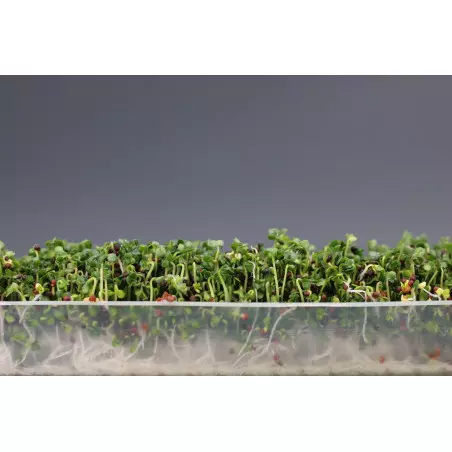 Comment faire ses graines germées d'alfalfa? - Little Green Ideas