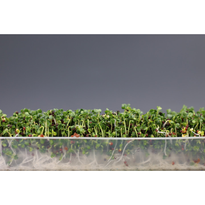 Easygreen Light automatic sprouter | Sprouter for sprouted seeds