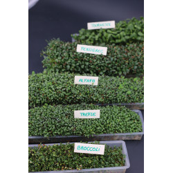 Easygreen Light automatic sprouter | Sprouter for sprouted seeds Easygreen Light automatic sprouter | Sprouter for sprouted seeds