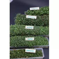Germoir automatique Easygreen Light | Germoir à graines germées, jeune pousse ou herbe de blé Germoir automatique Easygreen Light | Germoir à graines germées, jeune pousse ou herbe de blé