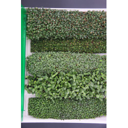 Easygreen Light automatic sprouter | Sprouter for sprouted seeds Easygreen Light automatic sprouter | Sprouter for sprouted seeds