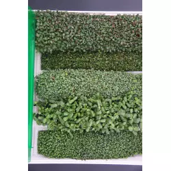 Germoir automatique Easygreen Light | Germoir pour faire germer différentes sortes de graines germées Germoir automatique Easygreen Light | Germoir pour faire germer différentes sortes de graines germées