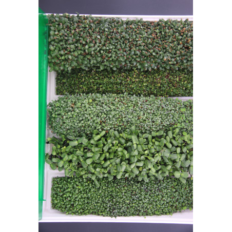 Easygreen Light automatic sprouter | Sprouter for sprouted seeds Easygreen Light automatic sprouter | Sprouter for sprouted seeds