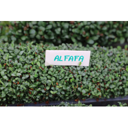Easygreen Light automatic sprouter | Sprouter for sprouted seeds Easygreen Light automatic sprouter | Sprouter for sprouted seeds