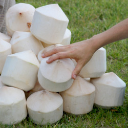 noix de coco fraiche thailande noix de coco fraiche thailande
