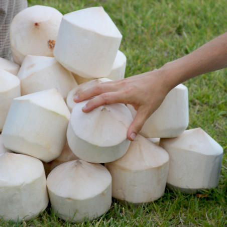fresh coconut thailand fresh coconut thailand