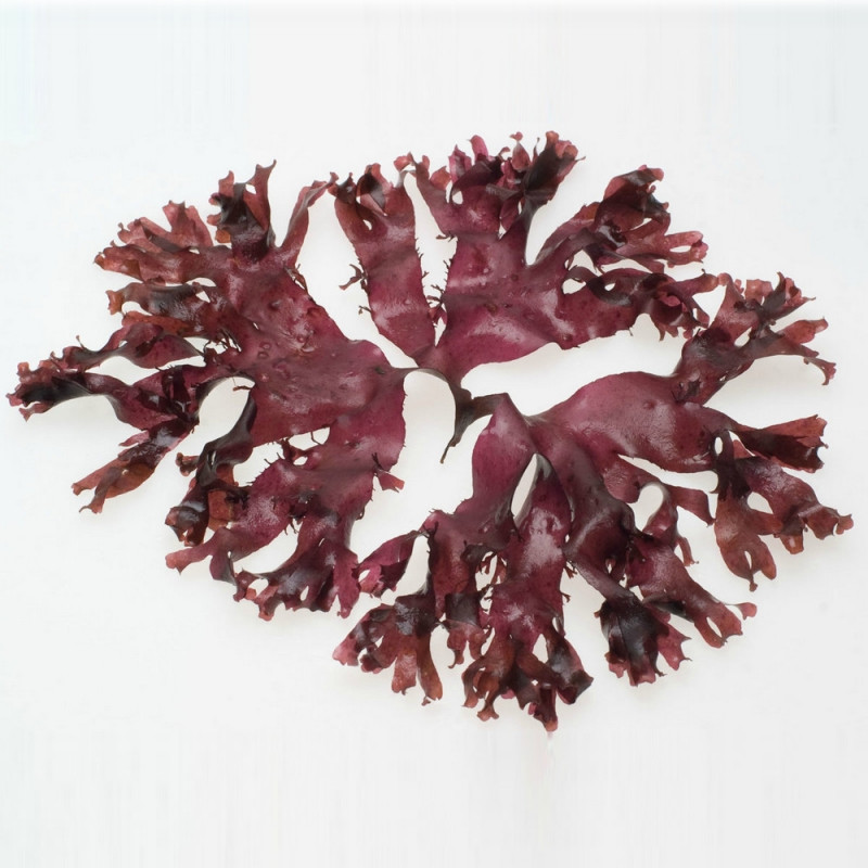 Organic fresh dulse seaweed