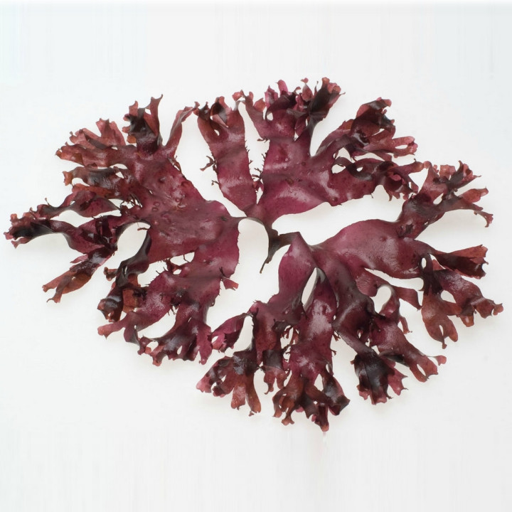 seaweed purchase...