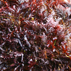 Healthy Food Seaweed Biovie Dulse