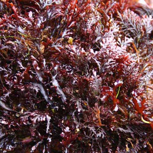 Alimentation Saine Algue Marine Biovie dulse