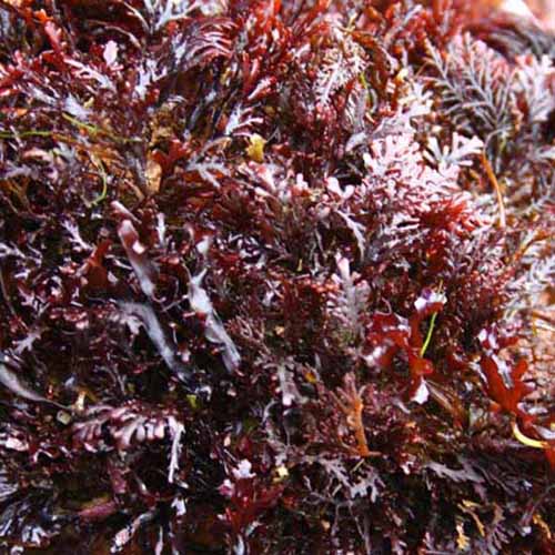 Healthy Food Marine Algae Biovie