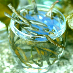 Raw Sea Spaghetti