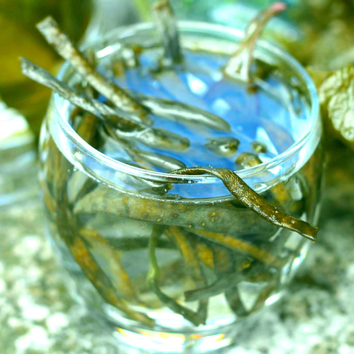 Raw Sea Spaghetti
