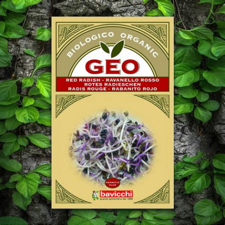 GEO graines germées radis rouge GEO graines germées radis rouge
