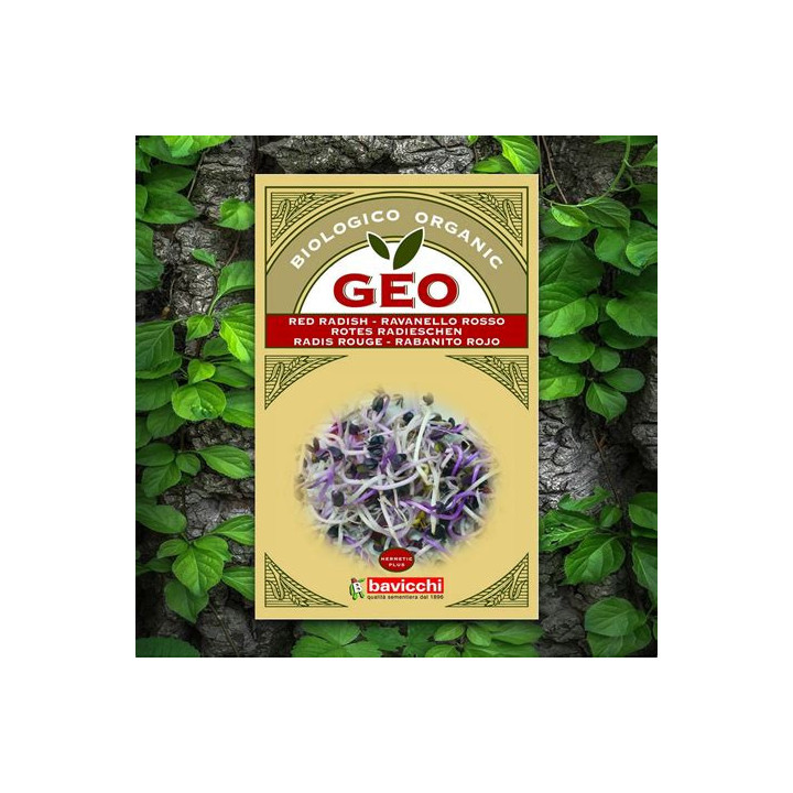 GEO sementes germinadas de rabanete vermelho