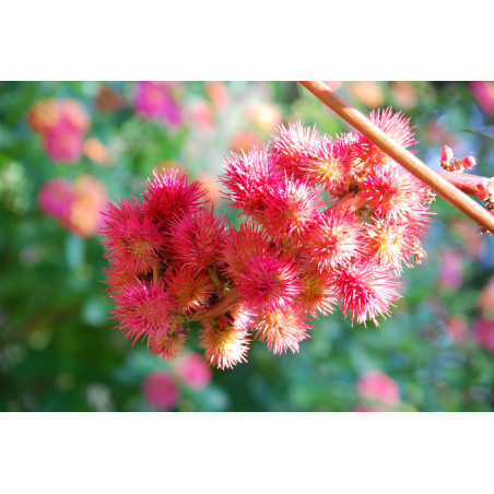 Huile de ricin vierge bio 1L fleur arbre ricin Huile de ricin vierge bio 1L fleur arbre ricin