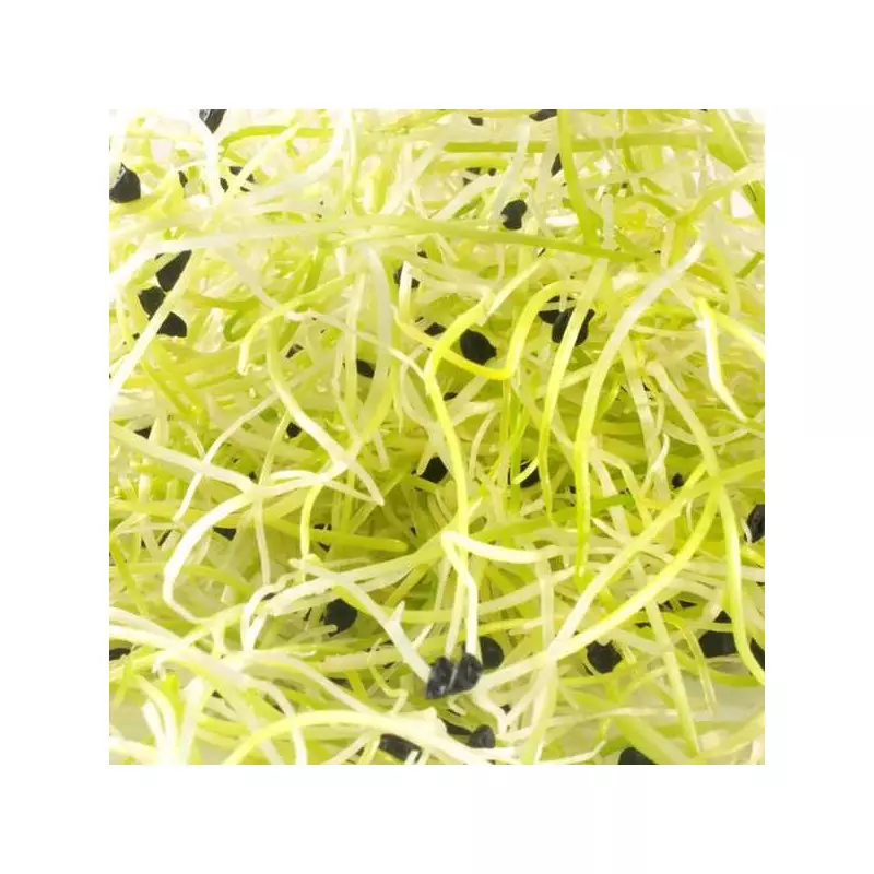 Graine germée poireau bio