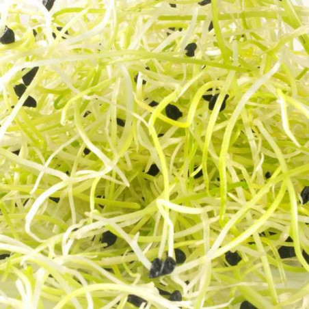 Graine germée poireau bio Graine germée poireau bio