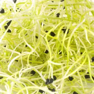 Germoglio di porro biologico