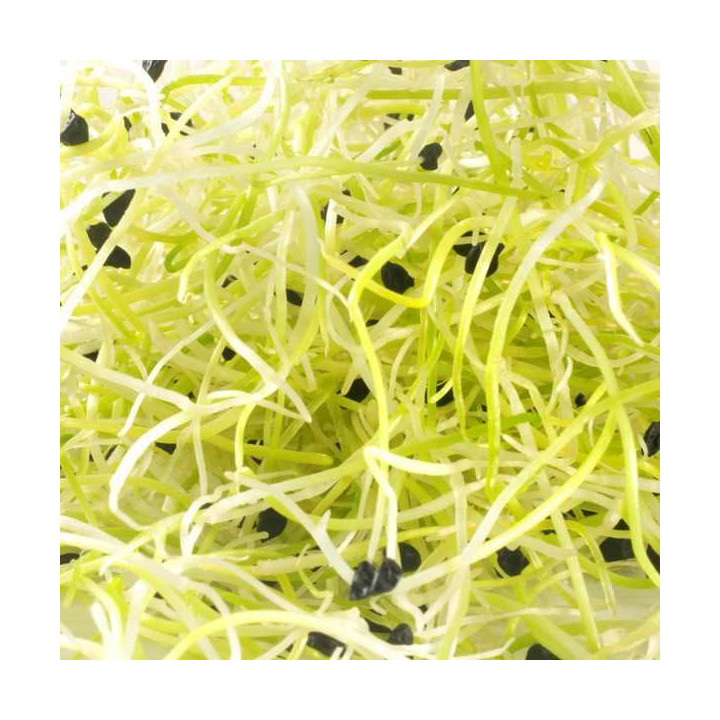 Organic leek seed to sprout