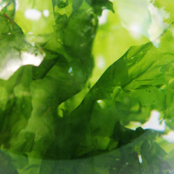 Sea Lettuce Algae Brittany Origin Sea Lettuce Algae Brittany Origin