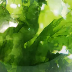 Sea Lettuce Algae Brittany Origin Sea Lettuce Algae Brittany Origin