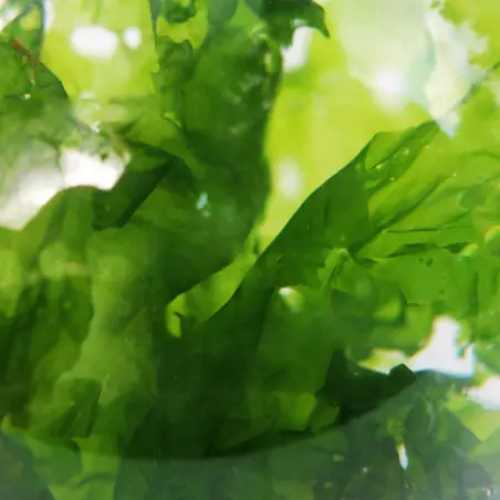 Sea Lettuce Algae Brittany Origin Sea Lettuce Algae Brittany Origin
