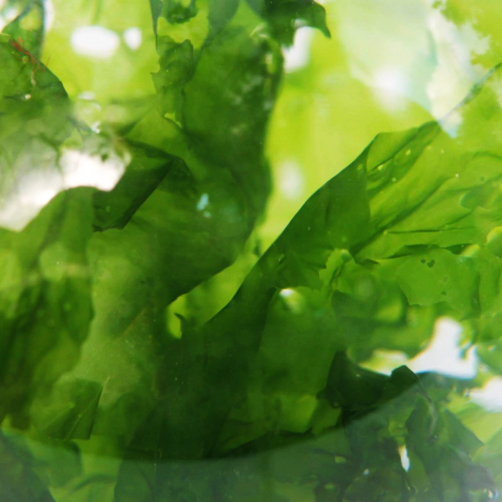 Sea Lettuce Algae Origin Brittany