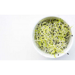 leek seed benefits sprouted seeds leek seed benefits sprouted seeds