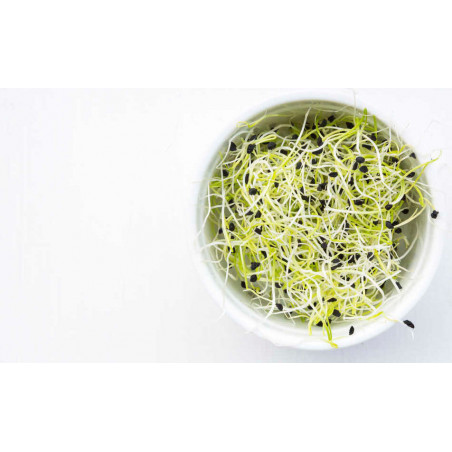 leek seed benefits sprouted seeds