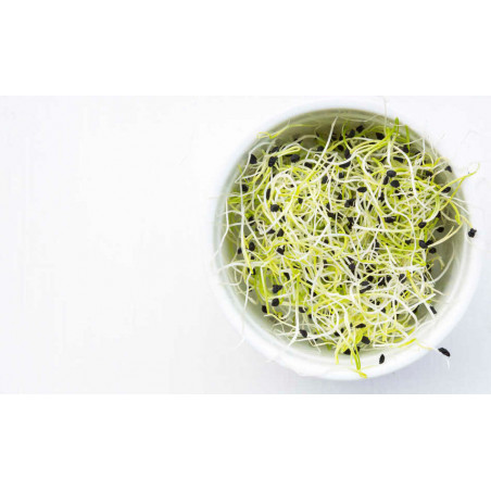leek seed benefits sprouted seeds leek seed benefits sprouted seeds