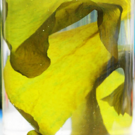 Wakame Seaweed Biovie Wakame Seaweed Biovie