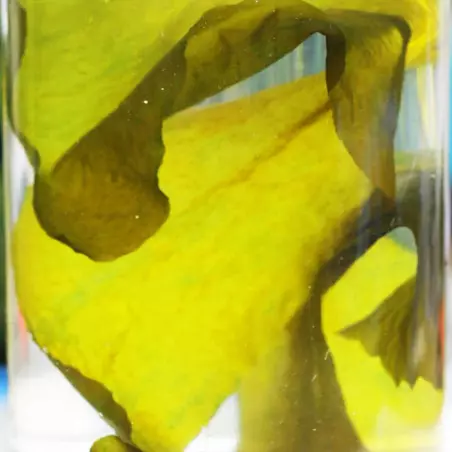 Wakame Seaweed Biovie Wakame Seaweed Biovie